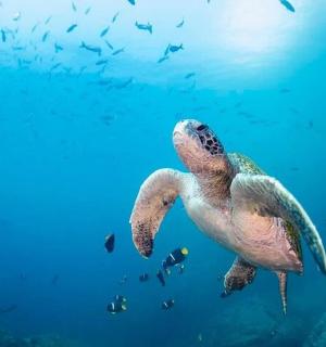 eine grüne Meeresschildkröte, die im Wasser schwimmt