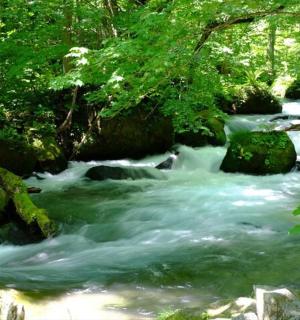 a stream of water with rocks in a forest
