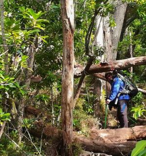 一名男子站在森林里一棵倒下的树上