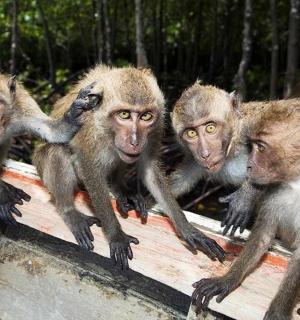 一群猴子坐在栏杆上