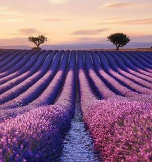 一片开着紫色花朵的薰衣草田