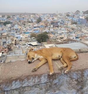 a dog laying on the edge of a city