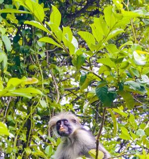 a monkey is sitting in a tree