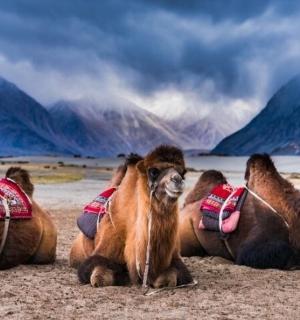 a group of camels sitting on the sand with mountains in the background
