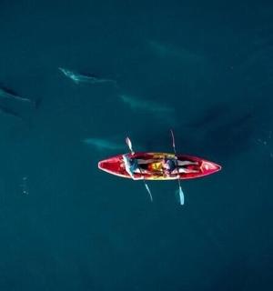 Červený surfovací prkno uprostřed oceánu s delfíny