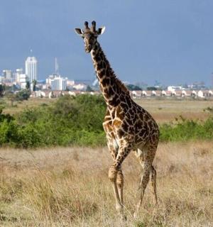 一只长颈鹿在田野里行走，背景是一座城市