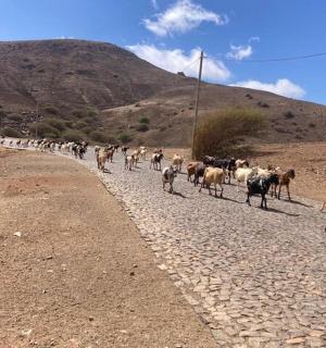 一群牛沿着土路行走