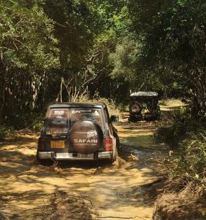 a car parked on a dirt road in a forest