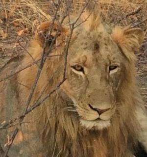 一只狮子躺在草地上