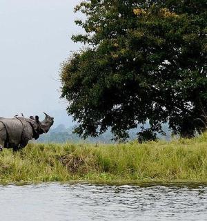 一头犀牛站在水边的草地上