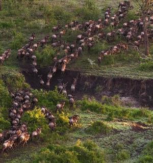 一大群动物正在爬山