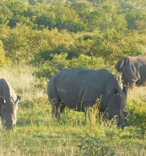 三头犀牛在草地上吃草
