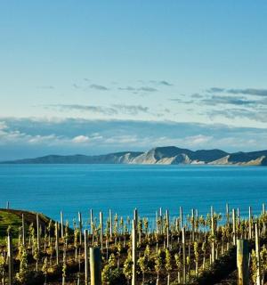 海边山上的一串葡萄