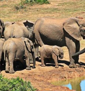 a herd of elephants standing next to a watering hole