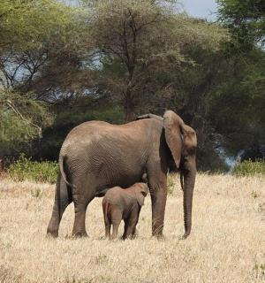 slůně stojící vedle dospělého slona