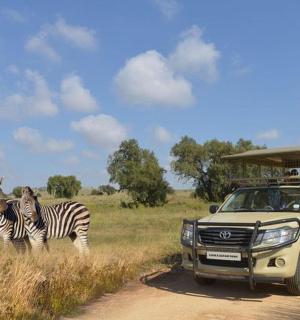 一辆卡车行驶在泥路上,田野里有斑马