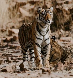 一只老虎站在田野里的岩石上