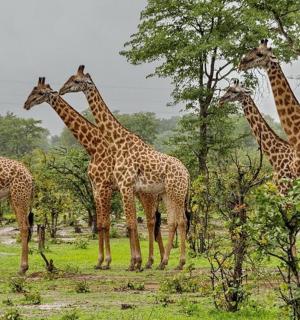 一群长颈鹿站在田野里