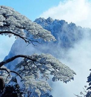 山前一棵积雪的树