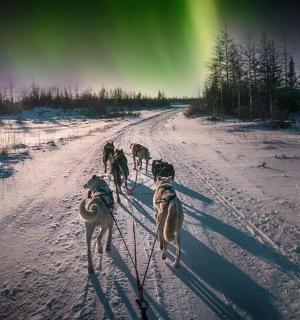 a group of four dogs walking down a snowy road under the auroras