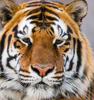 a close up of a tiger staring at the camera