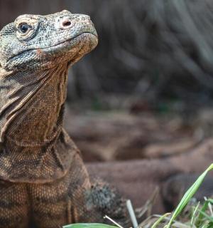 a close up of a lizard in the grass