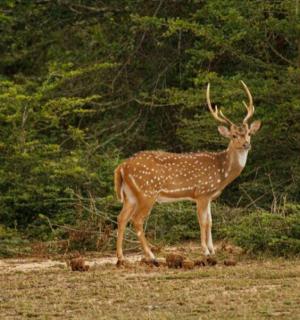 a deer with horns standing in a field