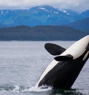 一头虎鲸将头伸出水面