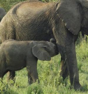 a baby elephant standing next to a group of elephants
