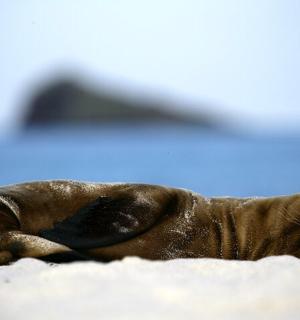 ein Welpe, der auf dem Sand am Strand liegt