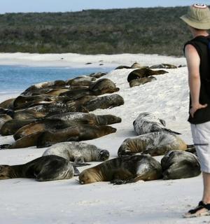Ein Mann steht mit einer Herde Robben an einem Strand