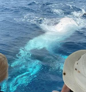 a child looking at a dolphin in the water