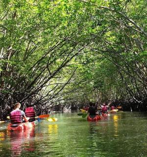 Skupina lidí kajakujících mangrovovým lesem