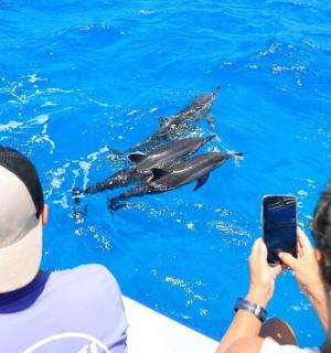 osoba fotící delfíny ve vodě