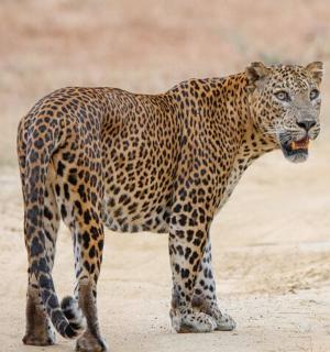 leopard stojící na prašné cestě