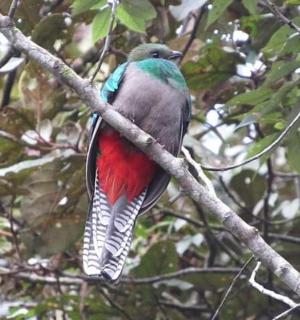 一只色彩鲜艳的鸟栖息在树枝上