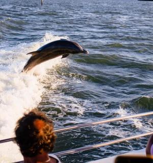 delfín vyskakující z vody na lodi