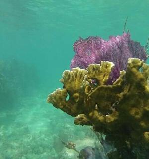 水中色彩斑斓的珊瑚礁