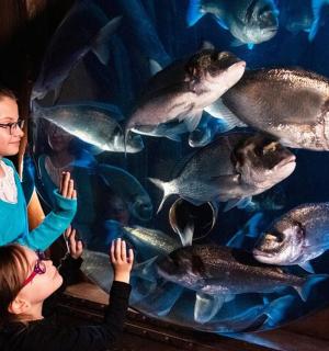 two girls looking at fish in an aquarium
