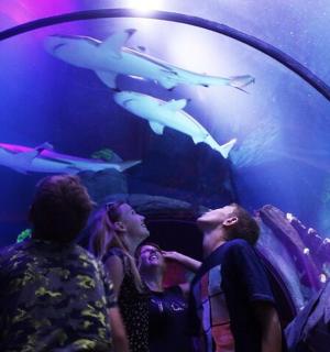 a group of people looking at sharks in an aquarium