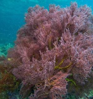 海洋中一大片紫色珊瑚礁