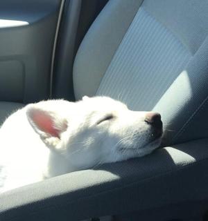 一只白色的狗躺在汽车后座上