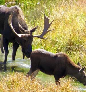 dva losi stojící ve vodě na poli
