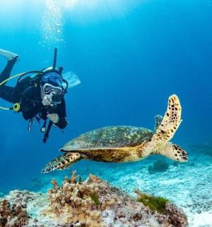 一个人在水中，一只海龟在海里