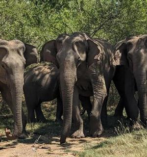 一群大象并排站着