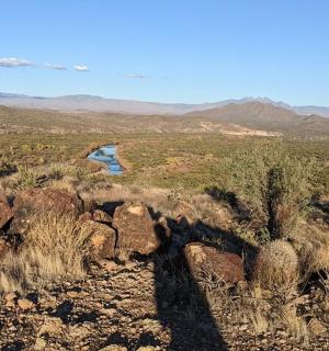 沙漠景观，有河流和仙人掌