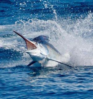 一只鸟在水中，一只桨在水中