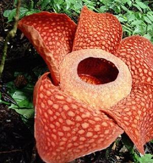 一朵红白相间的花坐在地上