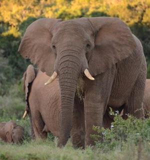 a group of elephants standing in a field