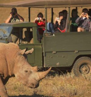 people taking pictures of a rhino in front of a vehicle